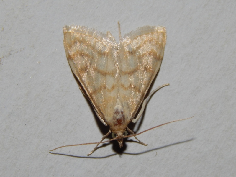 Crambidae?  S, Paracorsia repandalis